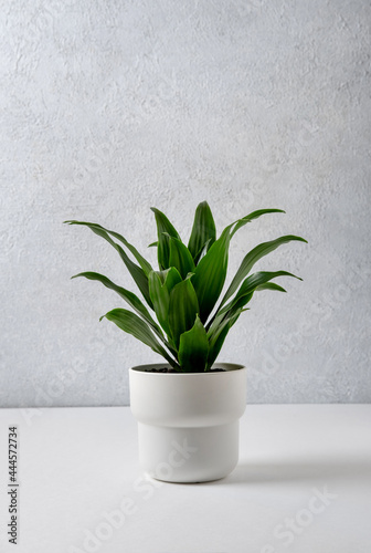 Dracaena compacta in a white pot on a grey background. Home and garden concept.