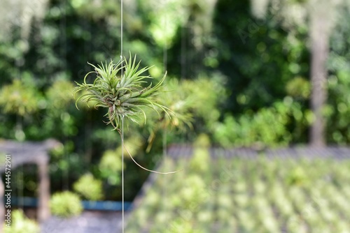 Tillandsia