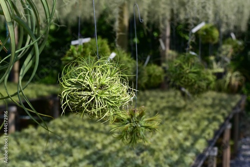 Tillandsia