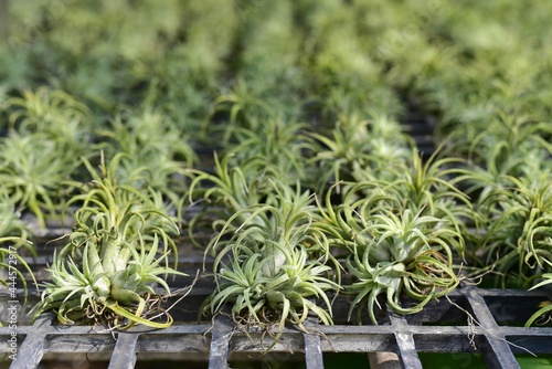 Tillandsia