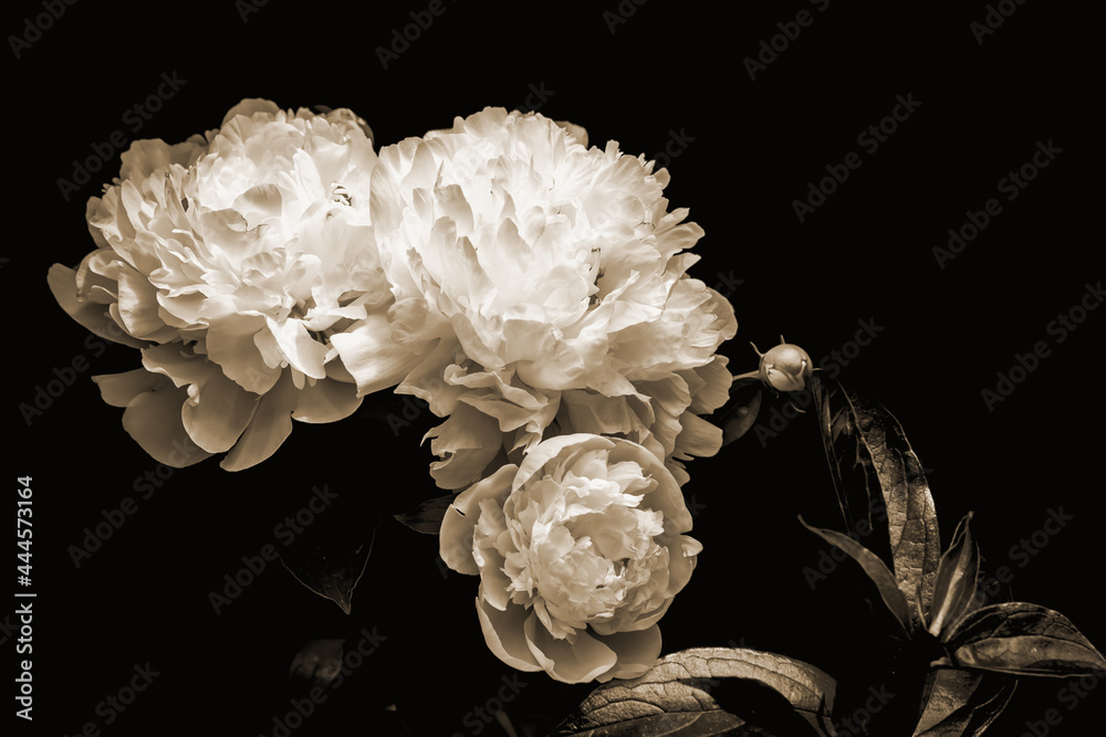 Vintage bouquet Creative Art of Peony plant. Blossom bulbs of natural  Flower Peonia. Garden flowers in full bloom isolated on black. Floral  background. Natural pattern wallpaper texture. Floral card. Stock Photo |
