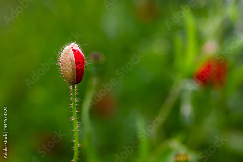 Bocciolo di papavero, Papaver rhoeas, fiore rosso in mezzo al verde della campagna. photo