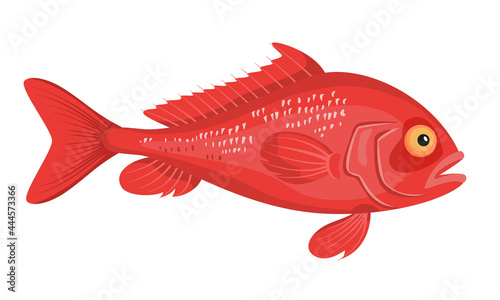 Sea bass fish, ocean perch on white background, seafood.
