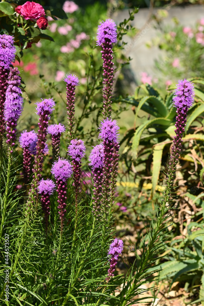 liatris spicata liatris spicata