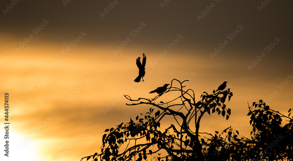 crow at sunset