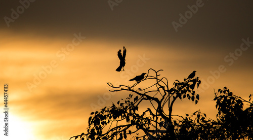 crow at sunset © RajSaran Photography