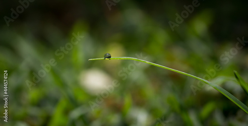 water drop on the grass.