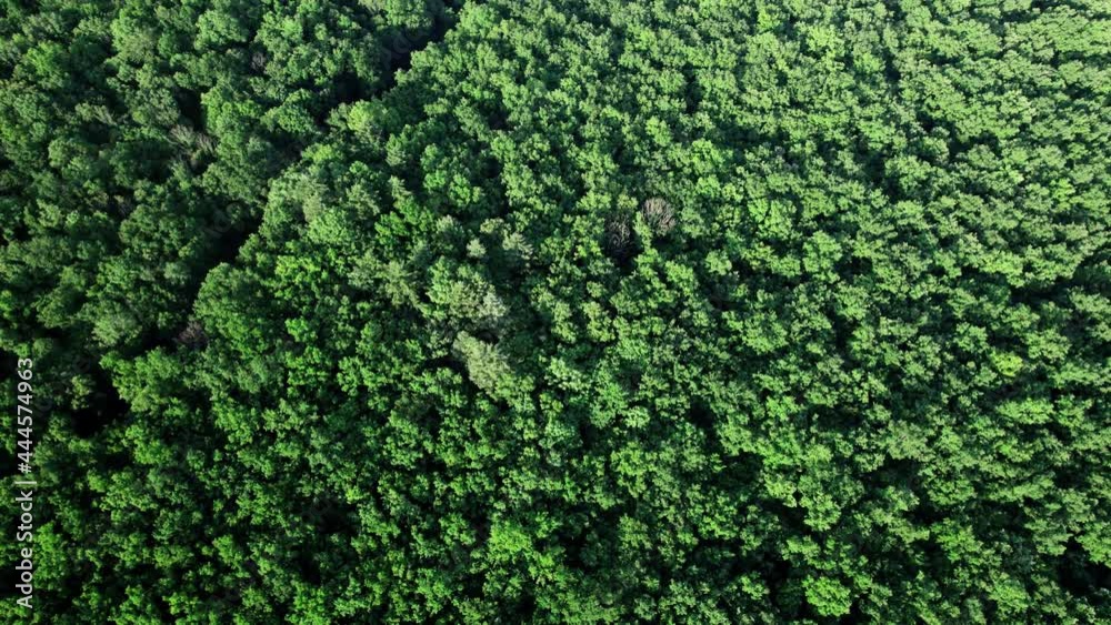 Top down view mixed forest, woodland aerial Top down view mixed forest, woodland aerial