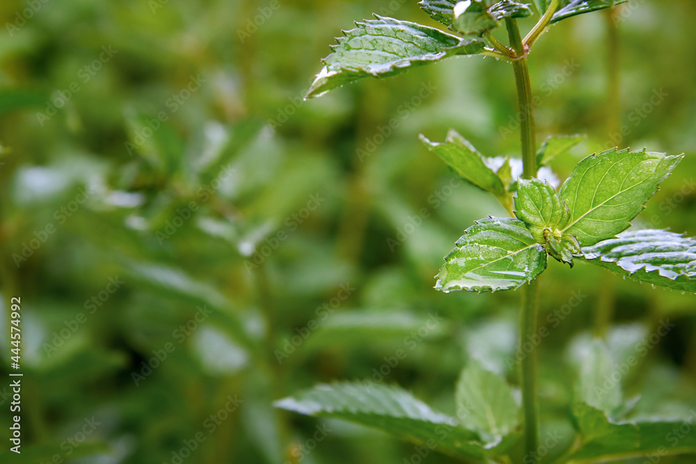 A branch of green mint grows in the garden. A branch of green mint grows in the garden.
