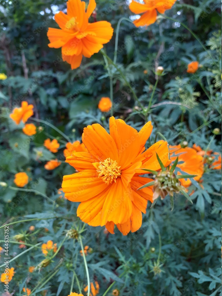 orange flowers in the garden orange flowers in the garden