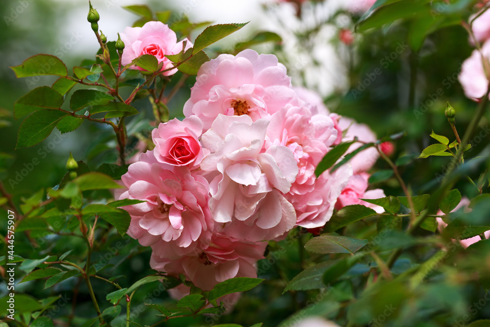 Pink rose bush flowers in summer garden