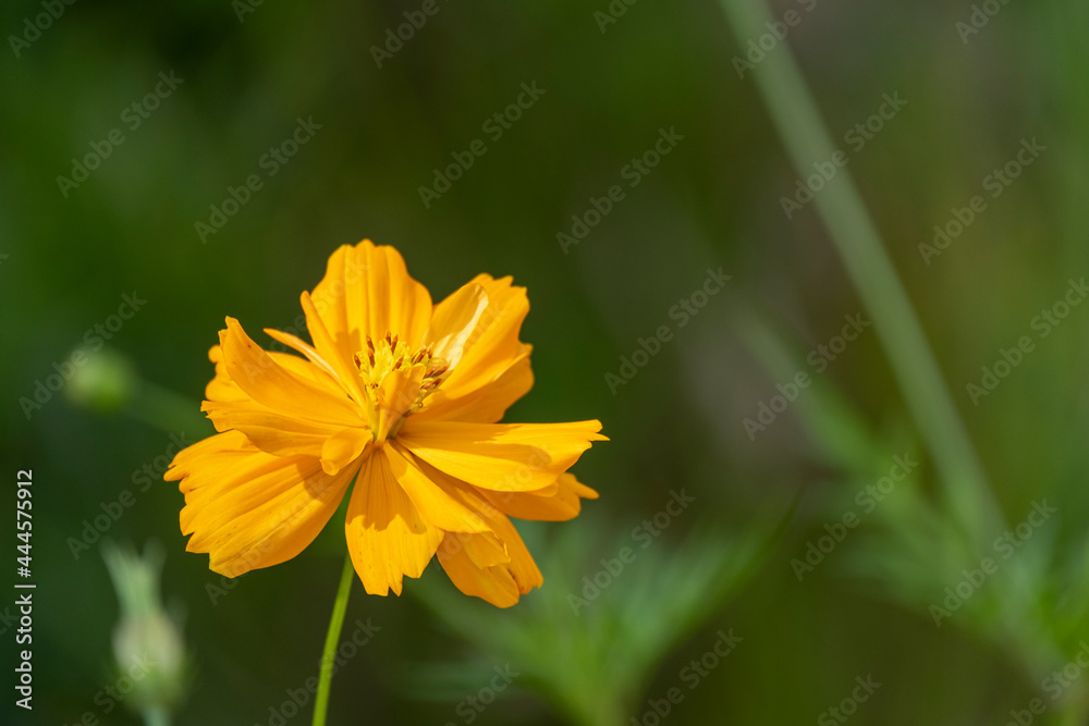 beautiful fresh yellow cosmos flower blooming and orange pollen. Isolated green background with copy space. beautiful fresh yellow cosmos flower blooming and orange pollen. Isolated green background with copy space.