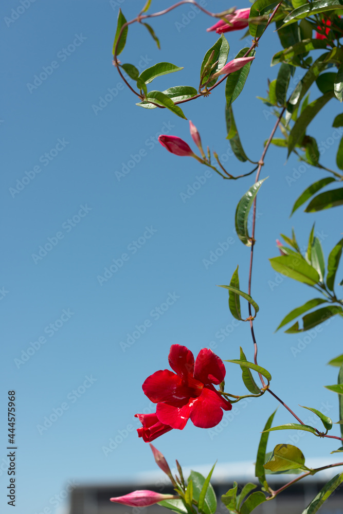 Mandevilla Dipladenia on a blue sky background Photos | Adobe Stock