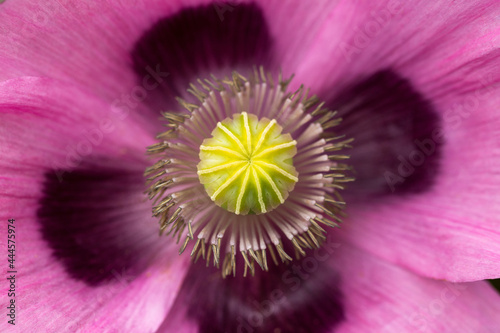 Photography Papaver somniferum, opium or breadseed poppy flower centre