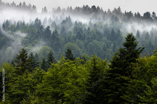 Mgła w górach między drzewami © Rafal Kot