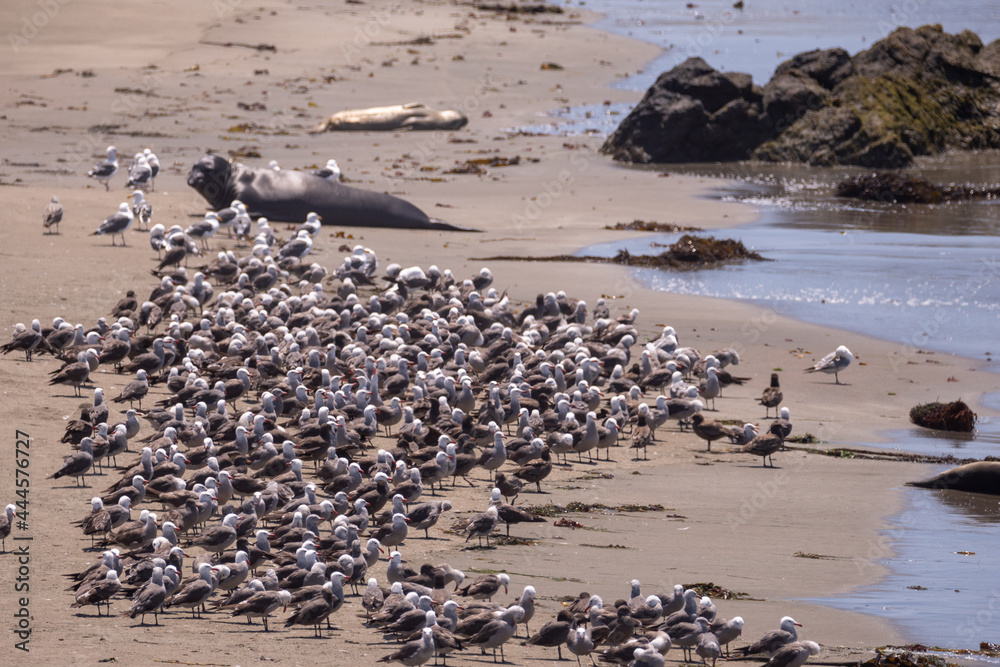 Flock of Seagulls with Elephant Seal in background off the coast of San Simeon California