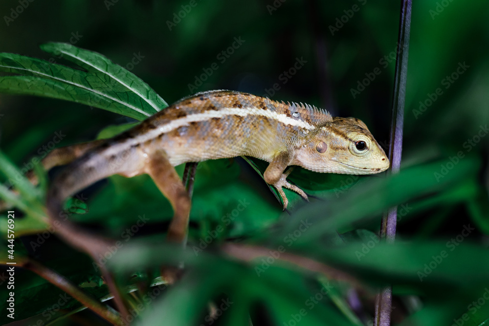 Obraz premium 도마뱀