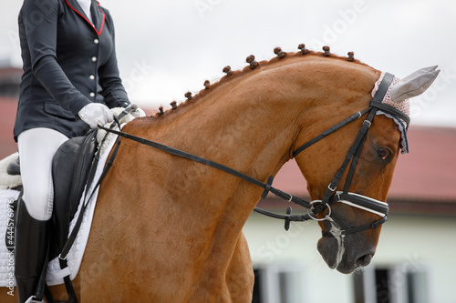 closeup portrait of chestnut dressage horse during competition in summer in daytime