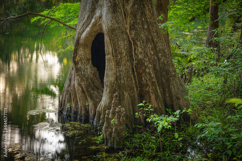 holy cypress tree