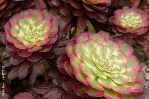 Full frame close up of red and green coloured aeonium succulent foliage photo