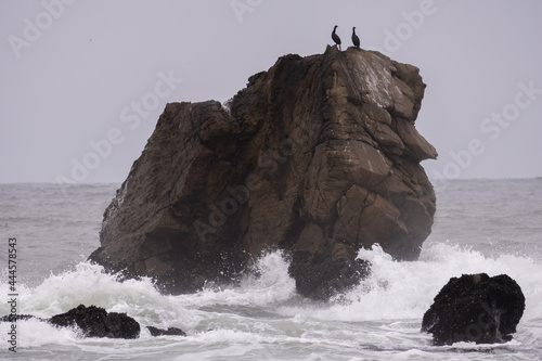 Two birds sitting on a Rock in the pacific ocean on a foggy day in Pacifica California