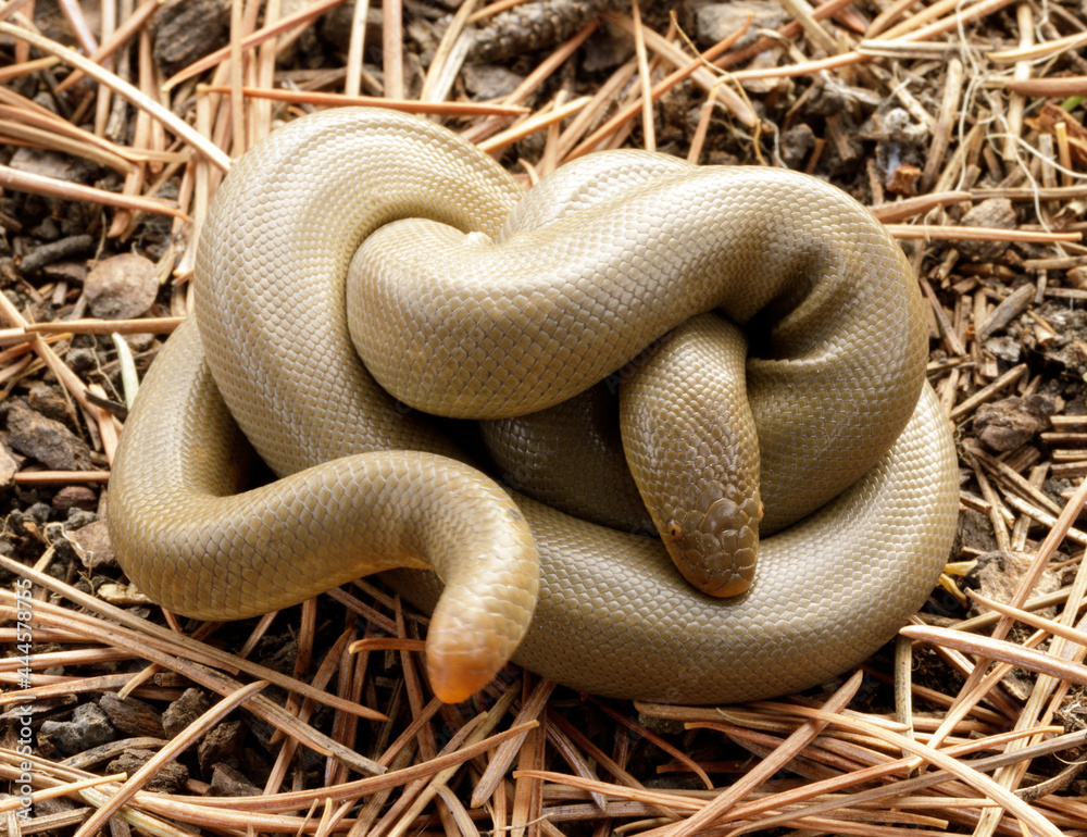 Coiled Forest SharpTailed Snake. Henry Cowell Redwoods State Park