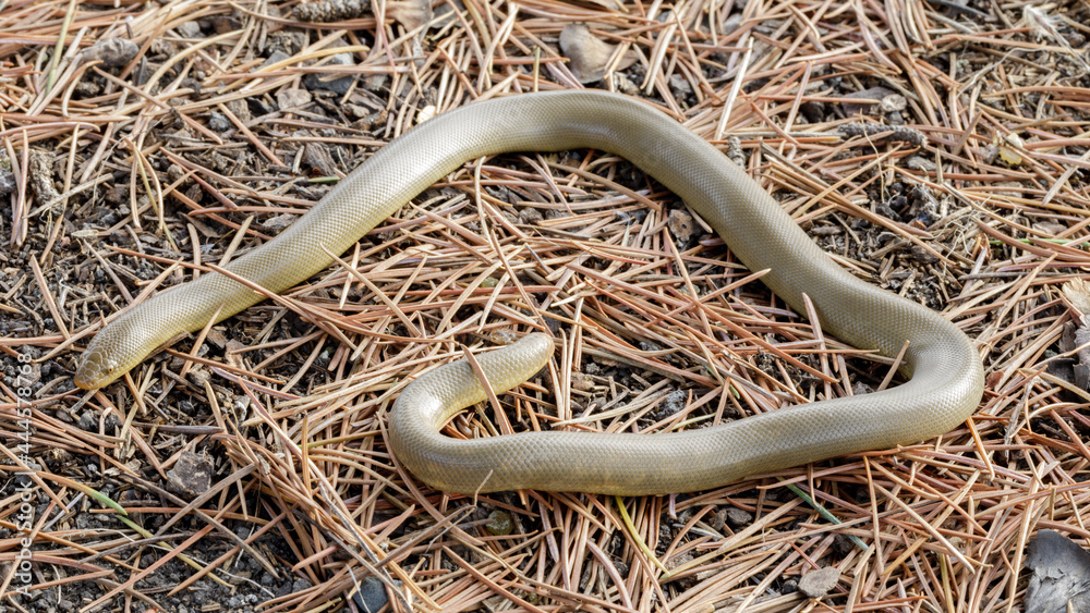 Northern Rubber Boa Snake, Adult. Henry Cowell Redwoods State Park, Santa Cruz County