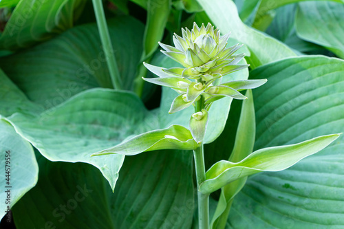 Flower of hosta. Blooming hosta. Gardening.Green leaves of hosta © Michail