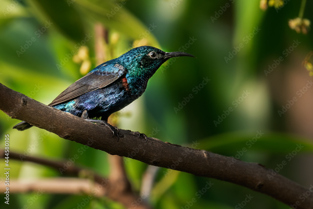 Fototapeta premium Purple Sun Bird in Shade