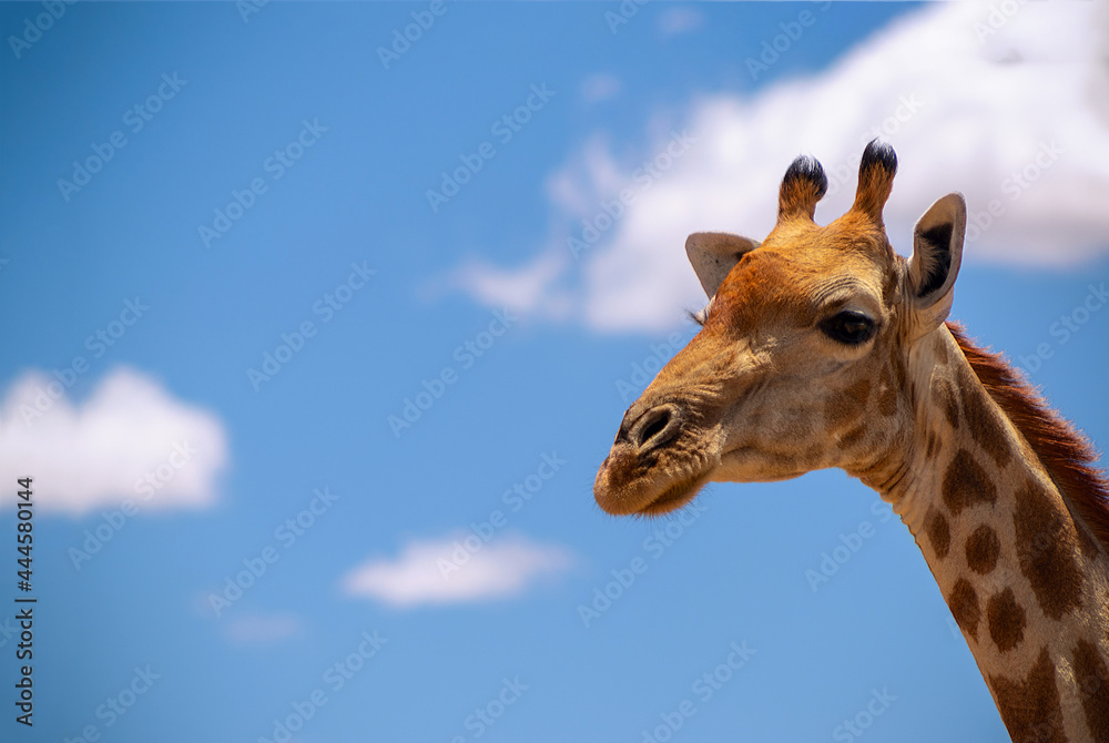 Obraz premium Wild african animal . Close up of large common Namibian giraffe on the summer blue sky.