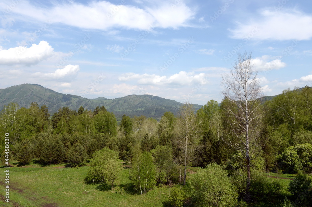 Forest landscape on the mountain Malaya Sinyukha in the area of Lake Manzherok. Gorny Altai