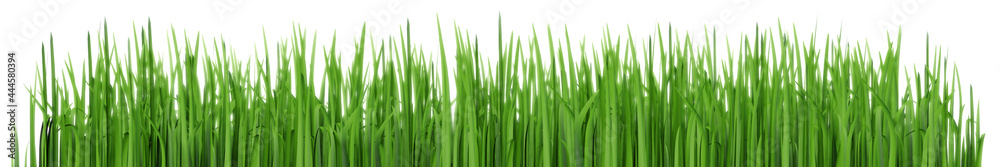 Green lawn grass. Wide panoramic illustration isolated on white background Green lawn grass. Wide panoramic illustration isolated on white background