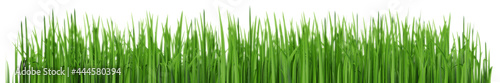 Green lawn grass. Wide panoramic illustration isolated on white background