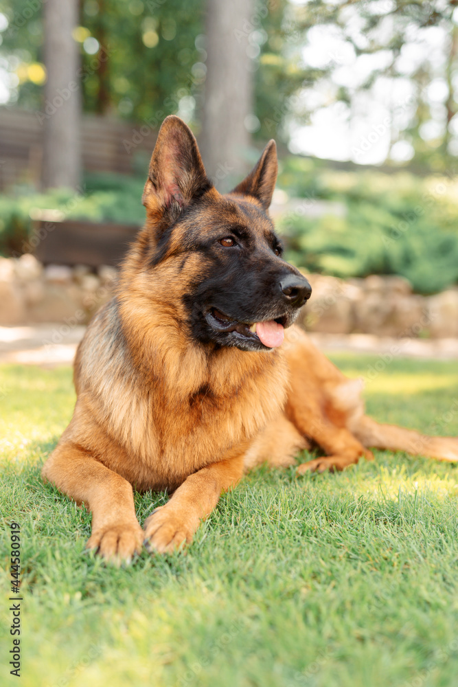 Portrait of a German shepherd dog in a garden. Purebred dog lying on the grass in the yard in summer.