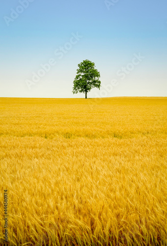 Single Tree in a Wheat Field