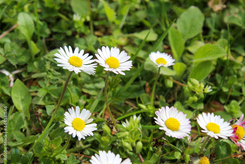 A group of beautiful daisy flowers on the lawn. Lawn daisy. Bellis perennis.