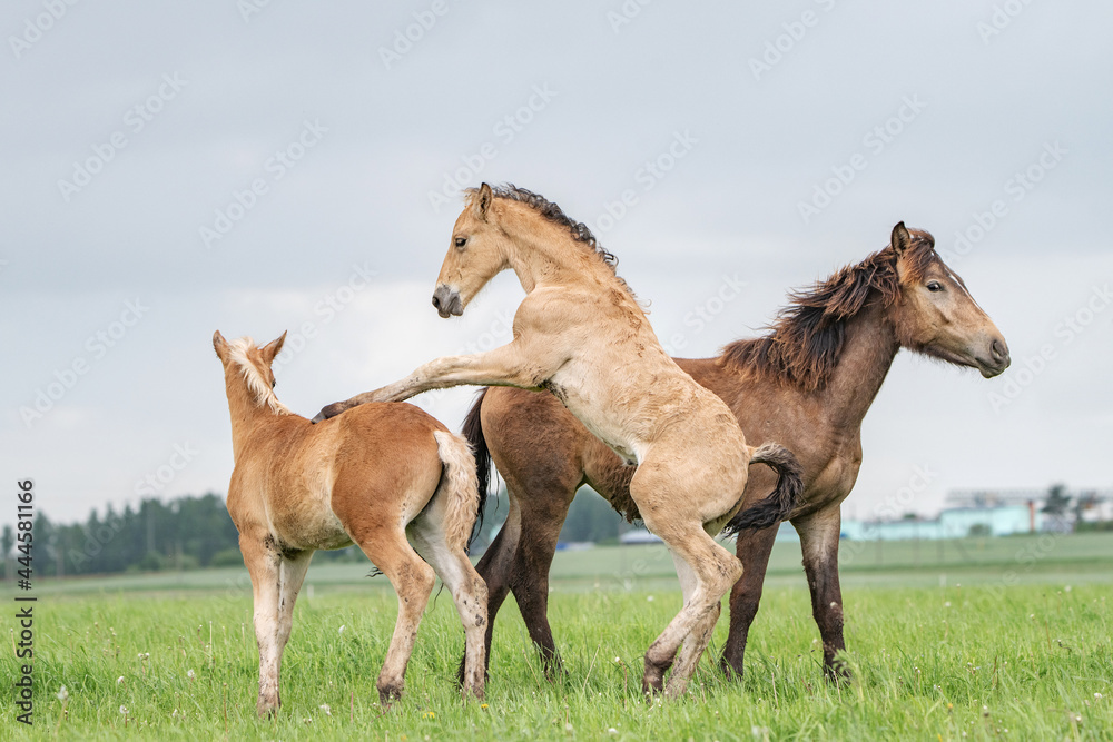 Young thoroughbred foals frolic on the field. Young thoroughbred foals frolic on the field.