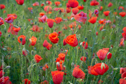 Red poppies in the field © venturus