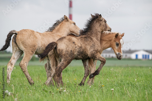 Young thoroughbred foals frolic on the field.