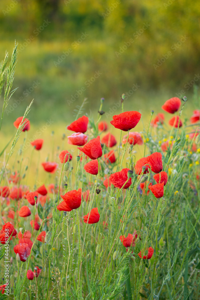 Fototapeta premium Red poppies in the field