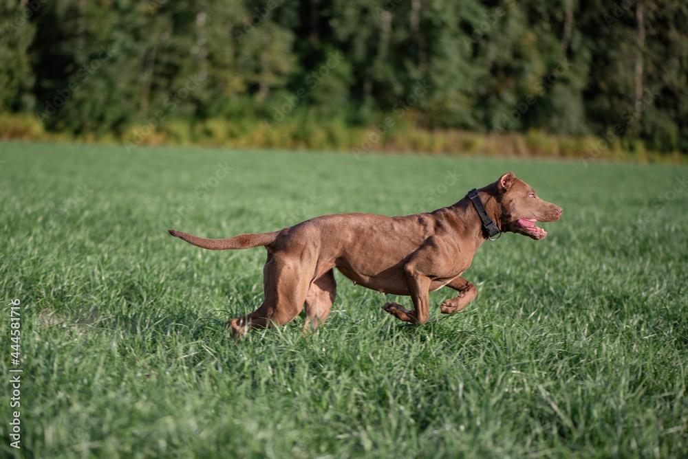 A beautiful thoroughbred Pit Bull Terrier quickly runs across the field. A beautiful thoroughbred Pit Bull Terrier quickly runs across the field.