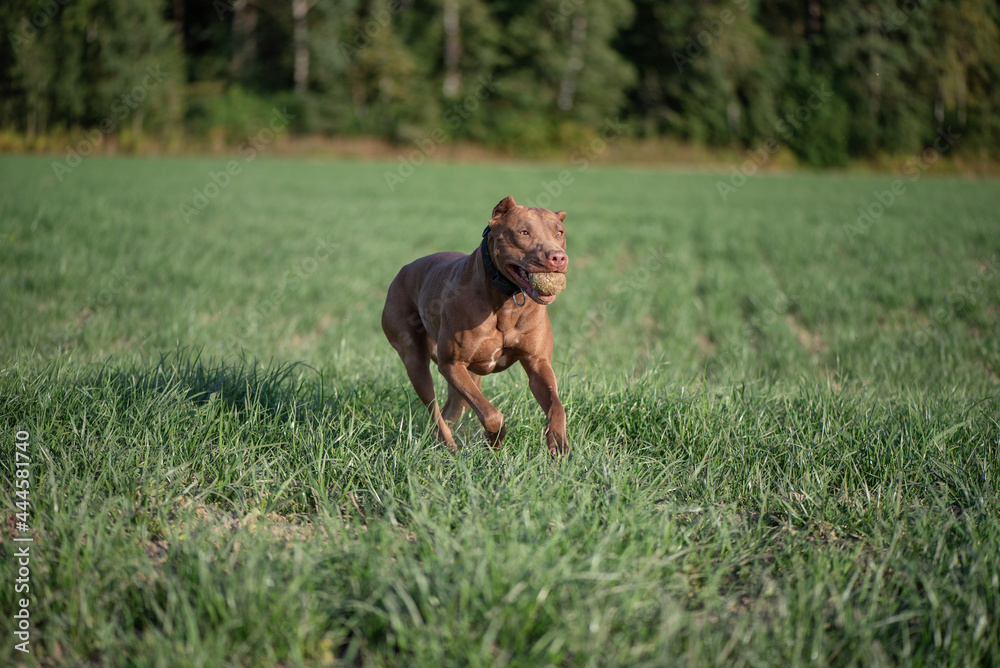 A beautiful thoroughbred Pit Bull Terrier quickly runs across the field.