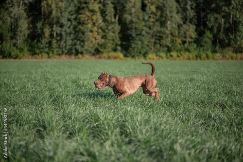 A beautiful thoroughbred Pit Bull Terrier quickly runs across the field.