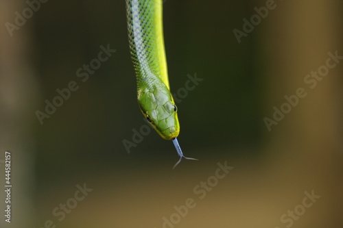 Obraz na płótnie The gonyosoma green snake is a very low venom and harmless snake