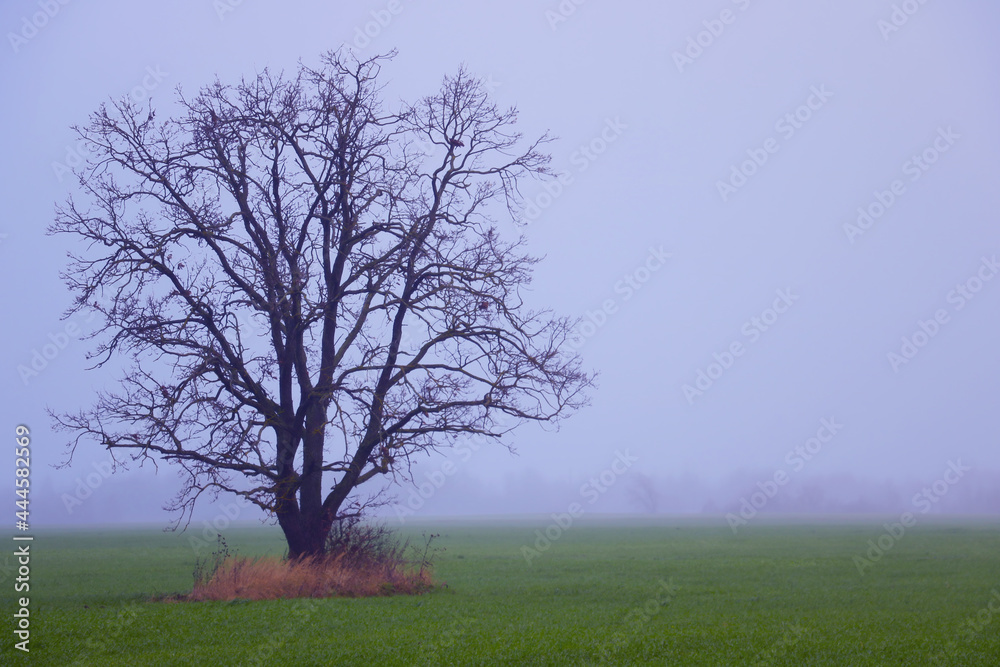 A lonely tree in a misty autumn morning. A lonely tree in a misty autumn morning.