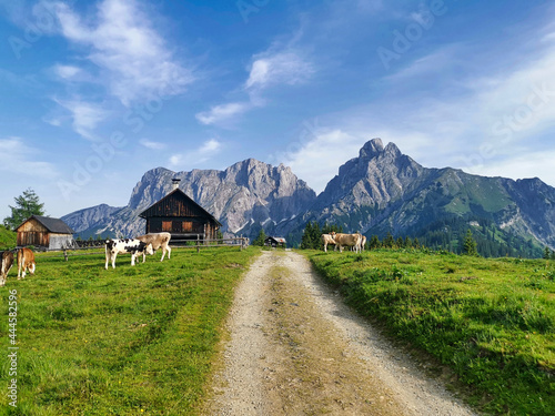Cows grazing in the mountain meadows near the shepherd's hut