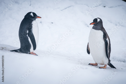 Two gentoo penguins on a snowy slope in Paradise Bay  Antarctica