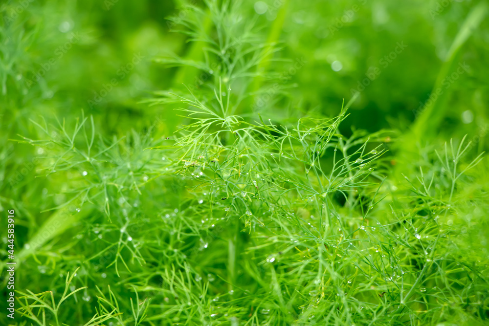 Fresh green leaves when exposed to the rain of dill for background. Dill is a plant that has medicinal properties.