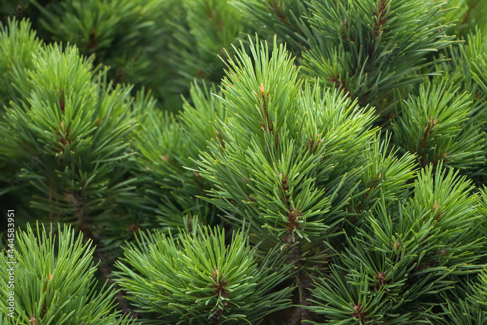 Spruce branch. Beautiful branch of spruce with needles. Christmas tree in nature. Green spruce. Spruce close up. Spruce branch. Beautiful branch of spruce with needles. Christmas tree in nature. Green spruce. Spruce close up.