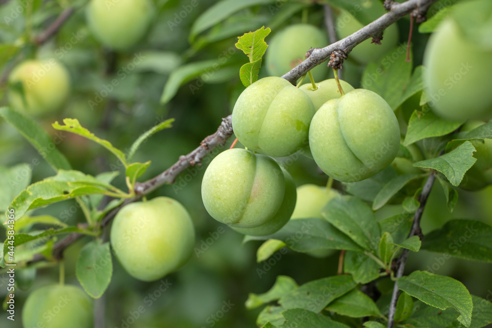 Green plums on tree. Plums ripen on the branches